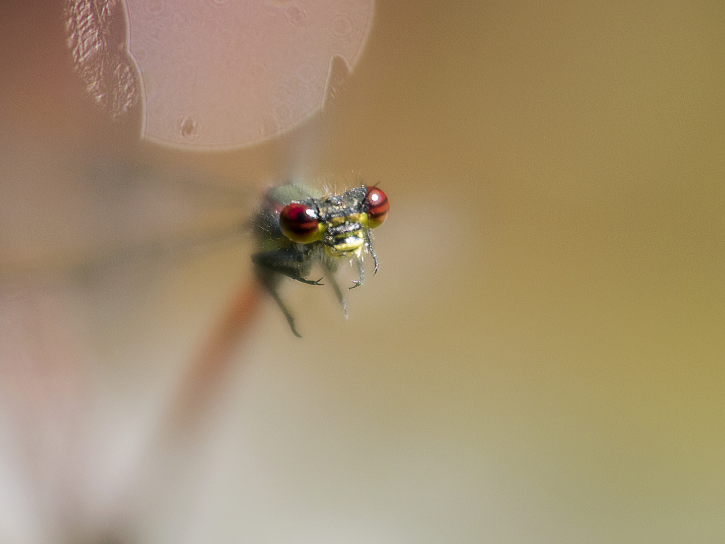 Ohne Sonnenbrille ...