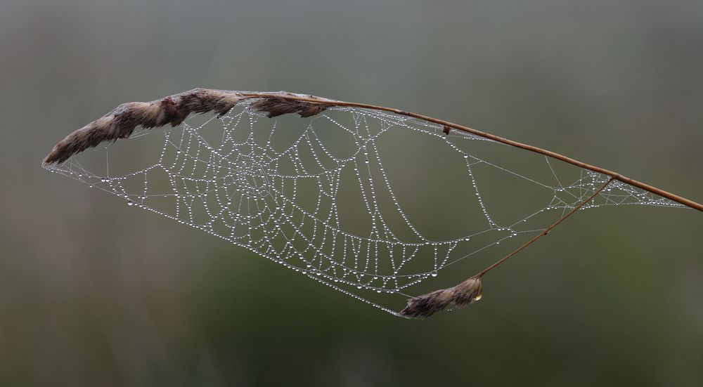 Ohne Spinne mit Nebel