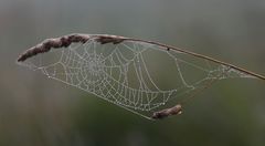 Ohne Spinne mit Nebel