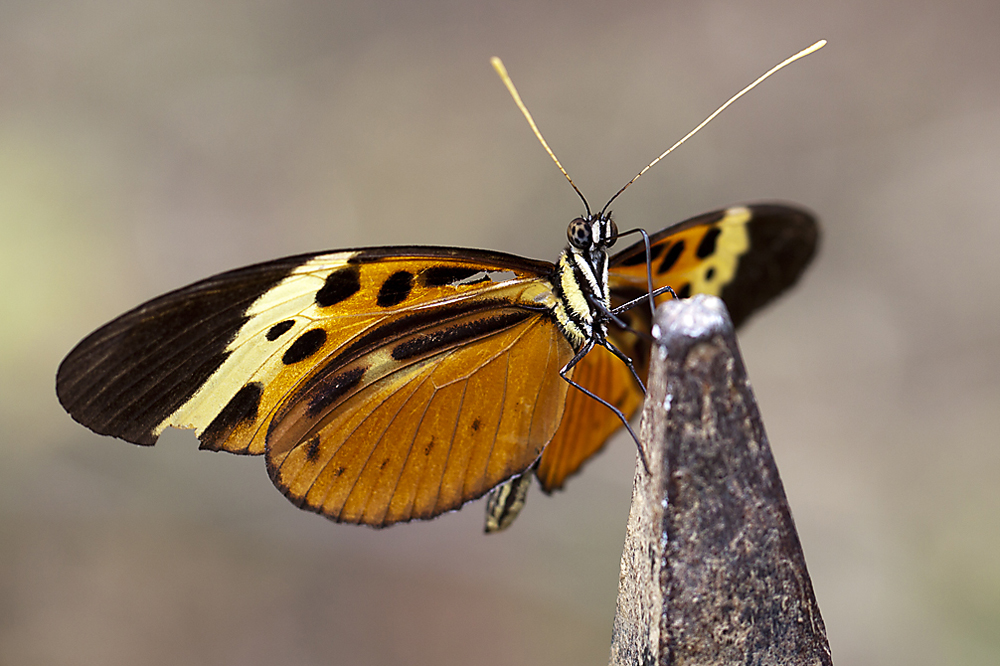 ohne Titel (Heliconiinae-Ecuador) 2011