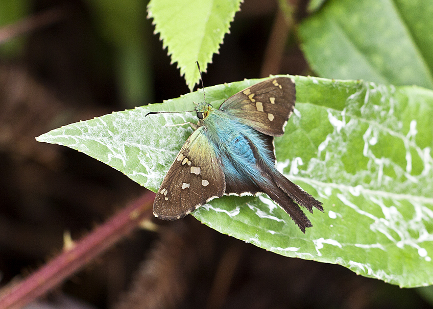 ohne Titel (Hesperiidae-Ecuador) 2011