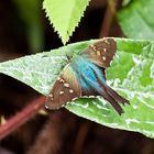 ohne Titel (Hesperiidae-Ecuador) 2011