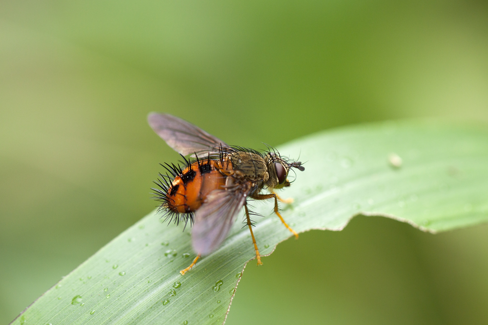 ohne Titel (Tachinidae-Ecuador) 2011