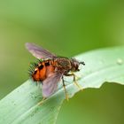 ohne Titel (Tachinidae-Ecuador) 2011