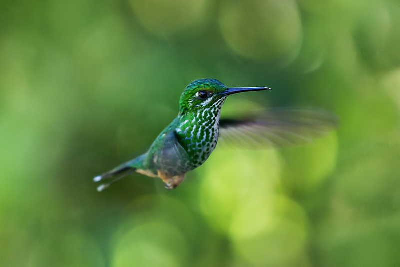 ohne Titel (Trochilidae-Ecuador) 2011