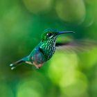 ohne Titel (Trochilidae-Ecuador) 2011