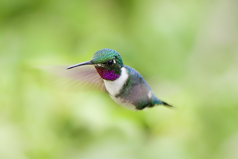 ohne Titel (Trochilidae II-Ecuador) 2011