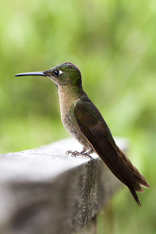 ohne Titel (Trochilidae III-Ecuador) 2011