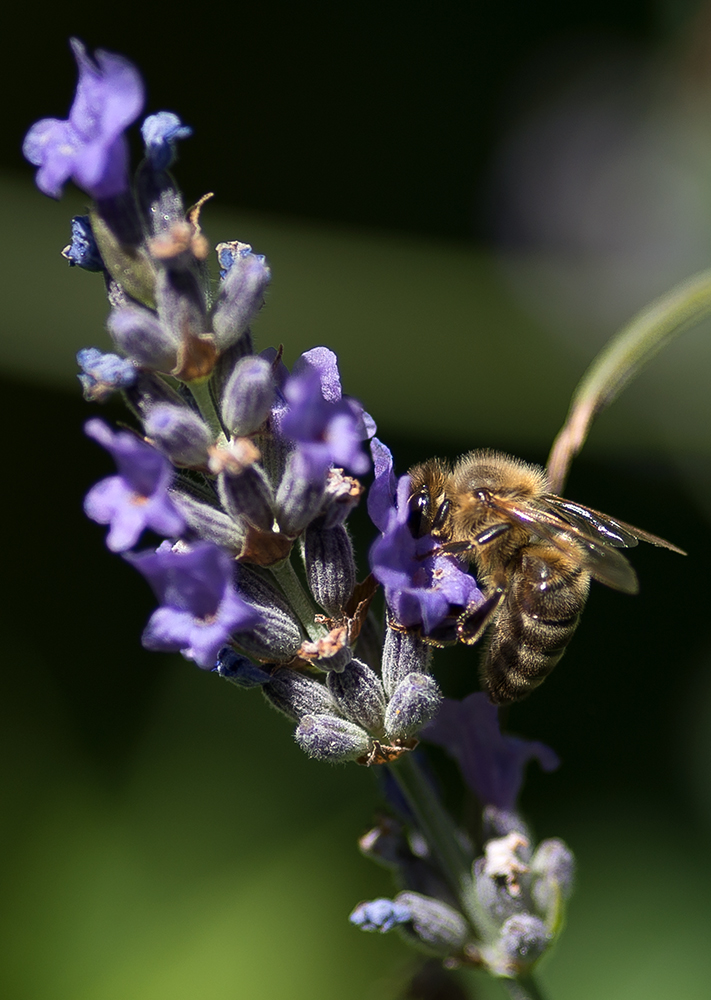 Ohne unsere fleissigen Bienen..