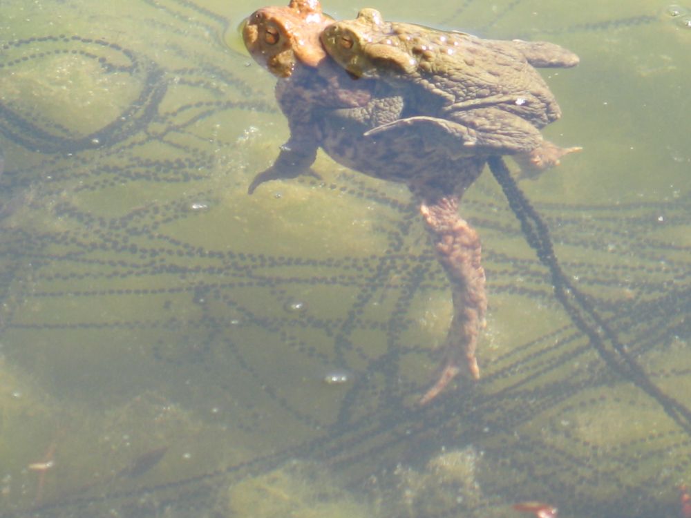 ohne Wasser kein Leben von Omiga 