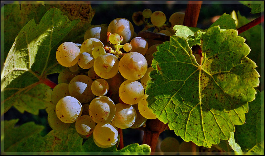 Ohne Wein und ohne Weiber hol' der Teufel unsere Leiber