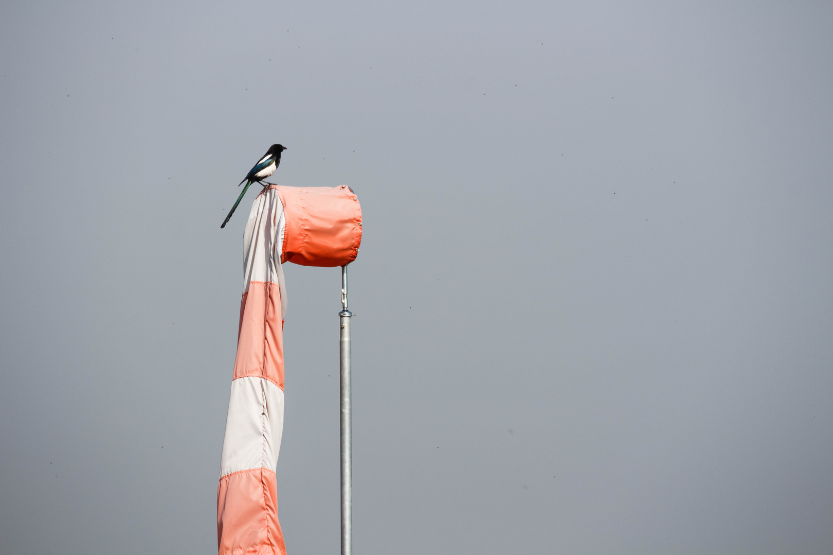 Ohne Wind läuft hier gar nix! 