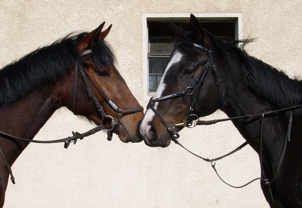 ...ohne Worte - Liebe auf den ersten Blick?....