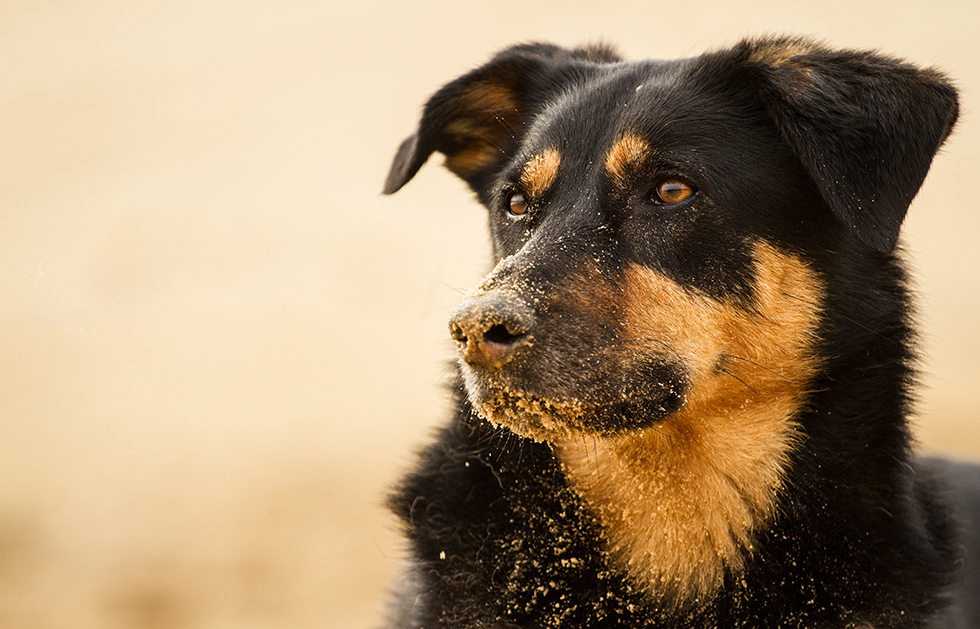 Ohne Worte - Mein Seelenhund!