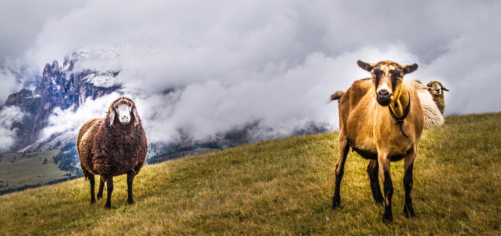 .. ohne Zäune..glücklich auf  dem Berg