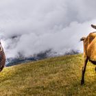 .. ohne Zäune..glücklich auf  dem Berg