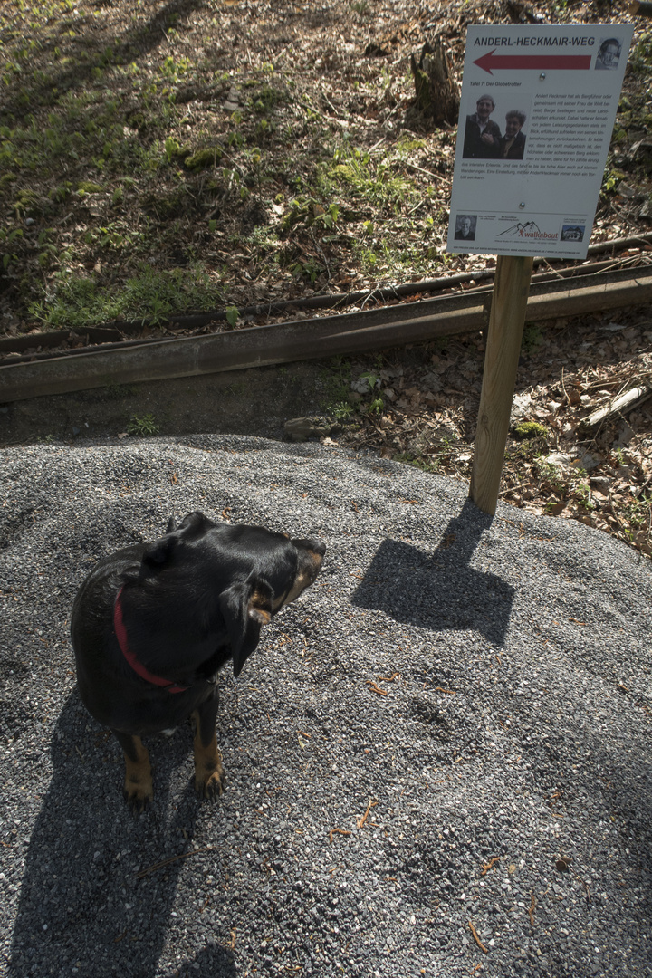 Ohne zusätzlichen Sauerstoff!: Hund besteigt Schottergipfel vor Bergsteiger-Hinweistafel