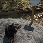 Ohne zusätzlichen Sauerstoff!: Hund besteigt Schottergipfel vor Bergsteiger-Hinweistafel