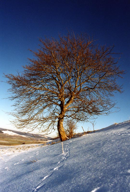 (ohne)Laub Baum