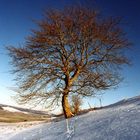 (ohne)Laub Baum