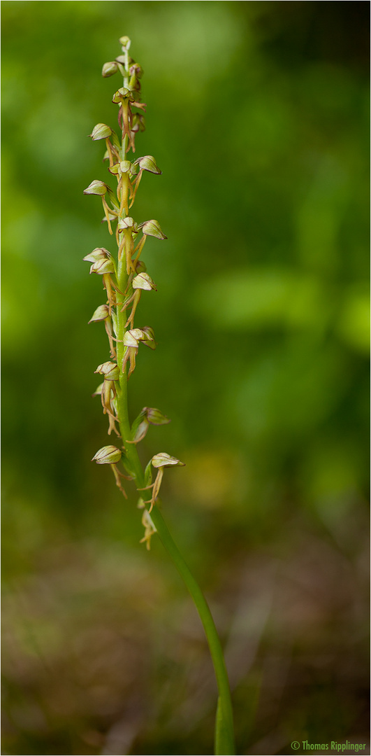 Ohnhorn (Aceras anthropophorum)