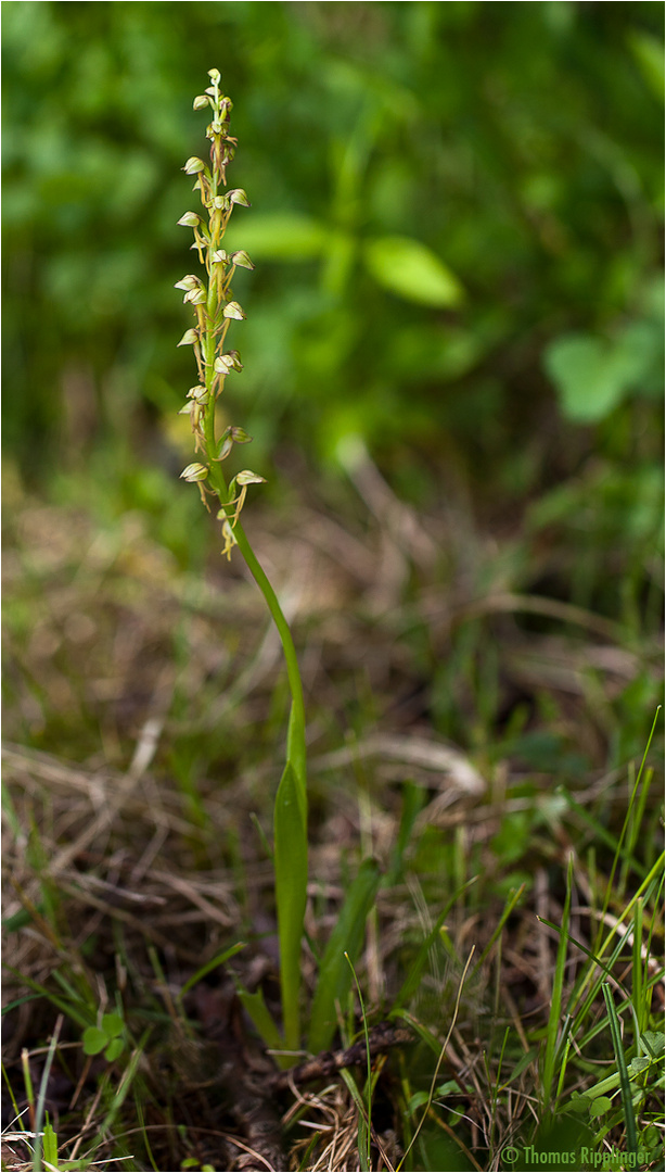 Ohnhorn (Aceras anthropophorum)