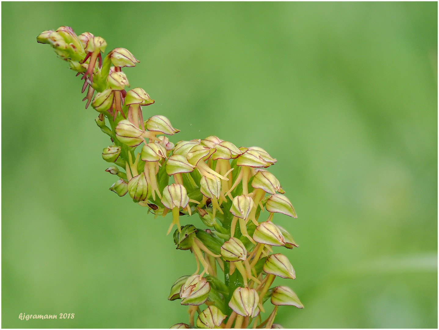 ohnhorn (aceras anthropophorum) ......