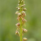 Ohnhorn (Aceras anthropophorum Syn.: Orchis anthropophora) 14