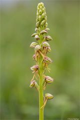 Ohnhorn (Aceras anthropophorum Syn.: Orchis anthropophora) 14