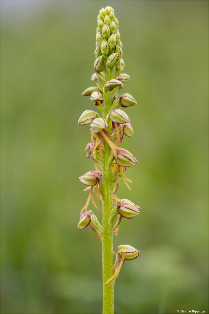 Ohnhorn (Aceras anthropophorum Syn.: Orchis anthropophora) 