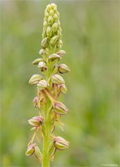 Ohnhorn (Aceras anthropophorum Syn.: Orchis anthropophora) 22