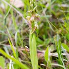 Ohnhorn (Aceras anthropophorum Syn.: Orchis anthropophora) 23