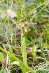 Ohnhorn (Aceras anthropophorum Syn.: Orchis anthropophora) 23