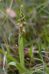 Ohnhorn (Aceras anthropophorum Syn.: Orchis anthropophora) 30