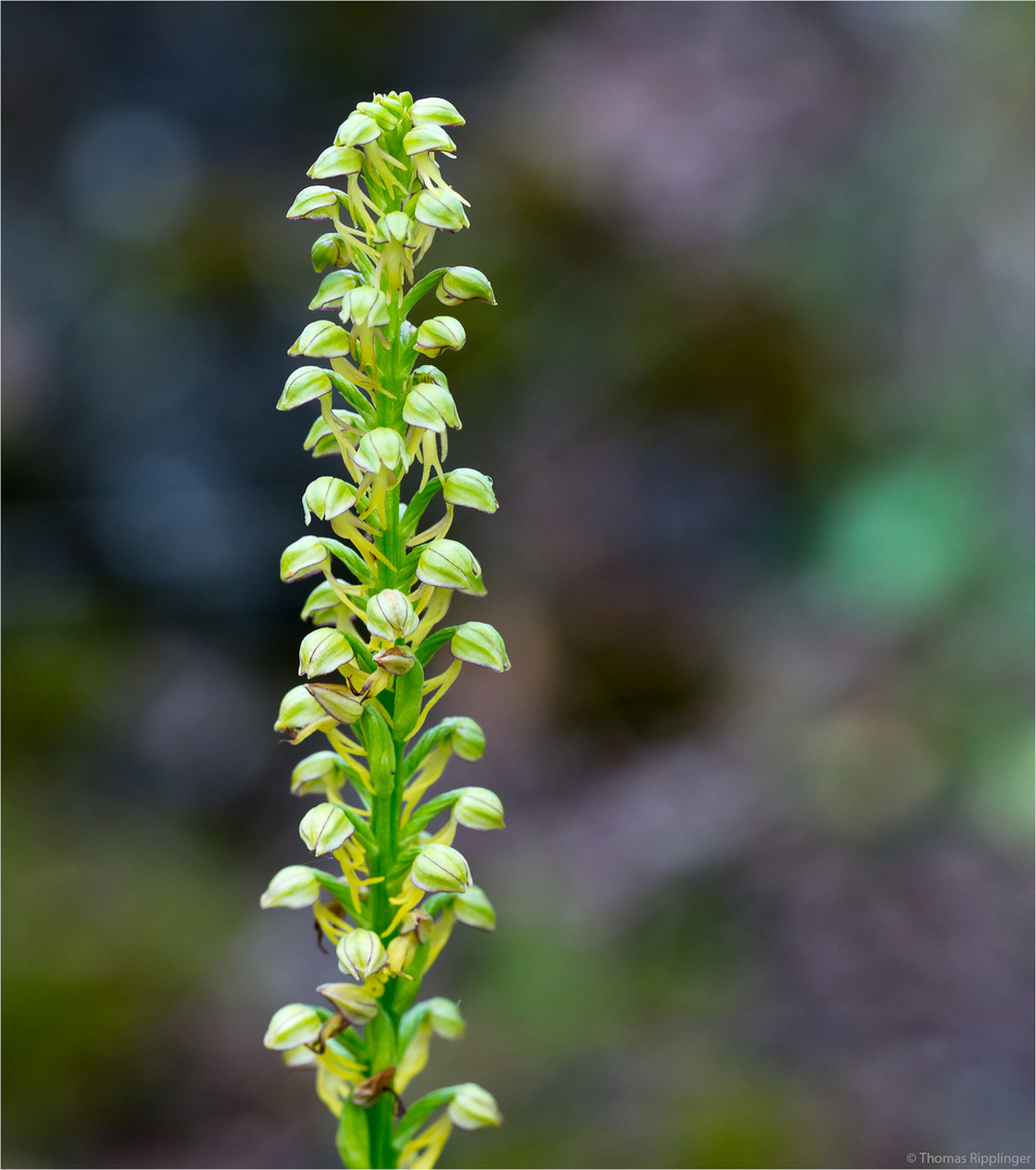 Ohnhorn (Aceras anthropophorum Syn.: Orchis anthropophora)