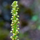 Ohnhorn (Aceras anthropophorum Syn.: Orchis anthropophora)