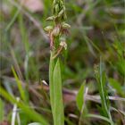 Ohnhorn (Aceras anthropophorum Syn.: Orchis anthropophora)