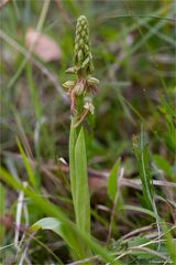 Ohnhorn (Aceras anthropophorum Syn.: Orchis anthropophora)