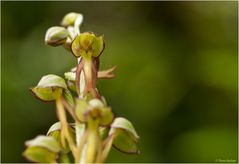 Ohnhorn (Aceras anthropophorum Syn.: Orchis anthropophora)