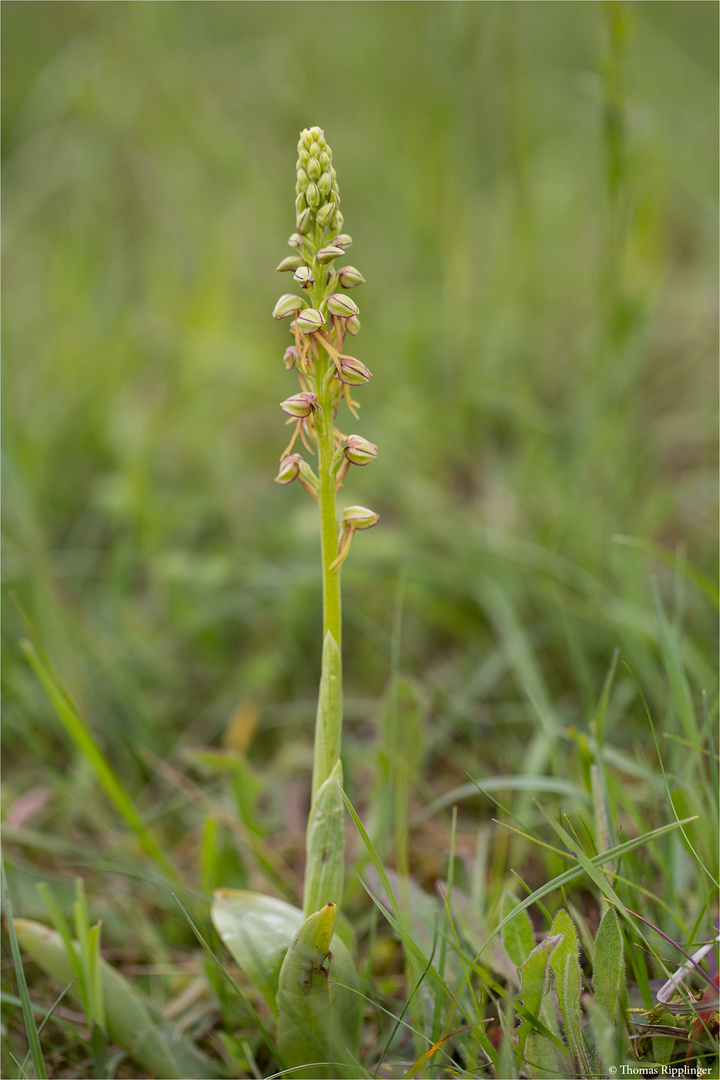 Ohnhorn (Aceras anthropophorum Syn.: Orchis anthropophora) 9811