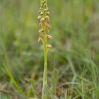 Ohnhorn (Aceras anthropophorum Syn.: Orchis anthropophora) 9811