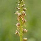 Ohnhorn (Aceras anthropophorum Syn.: Orchis anthropophora) 9814