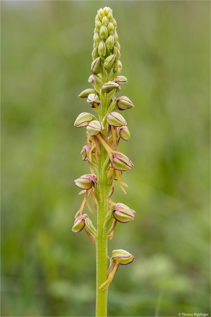 Ohnhorn (Aceras anthropophorum Syn.: Orchis anthropophora) 9817