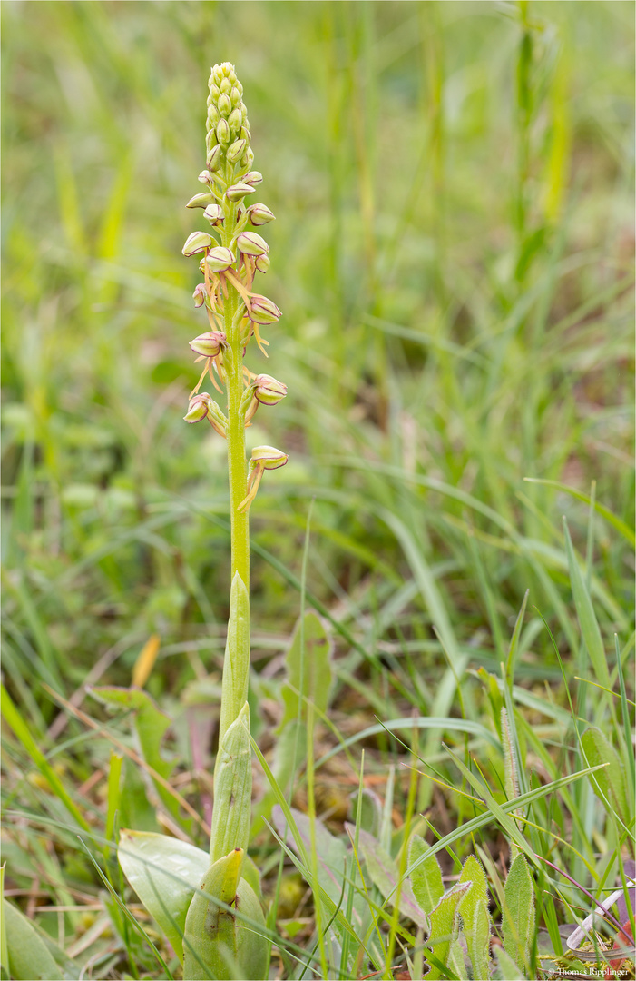 Ohnhorn (Aceras anthropophorum Syn.: Orchis anthropophora)