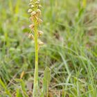 Ohnhorn (Aceras anthropophorum Syn.: Orchis anthropophora)