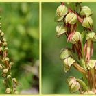 Ohnhorn - Ohnsporn - Hängender Mensch - Puppenorchis - Fratzenorchis.