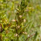 Ohnhorn (Orchis anthropophora)?