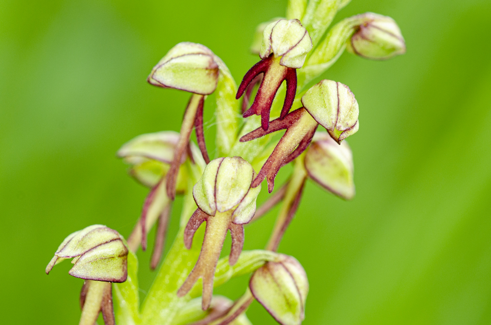 Ohnhorn (Orchis anthropophorum)