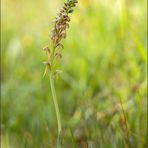 ohnhorn/ohnsporn/puppenorchis (Aceras anthropophorum).