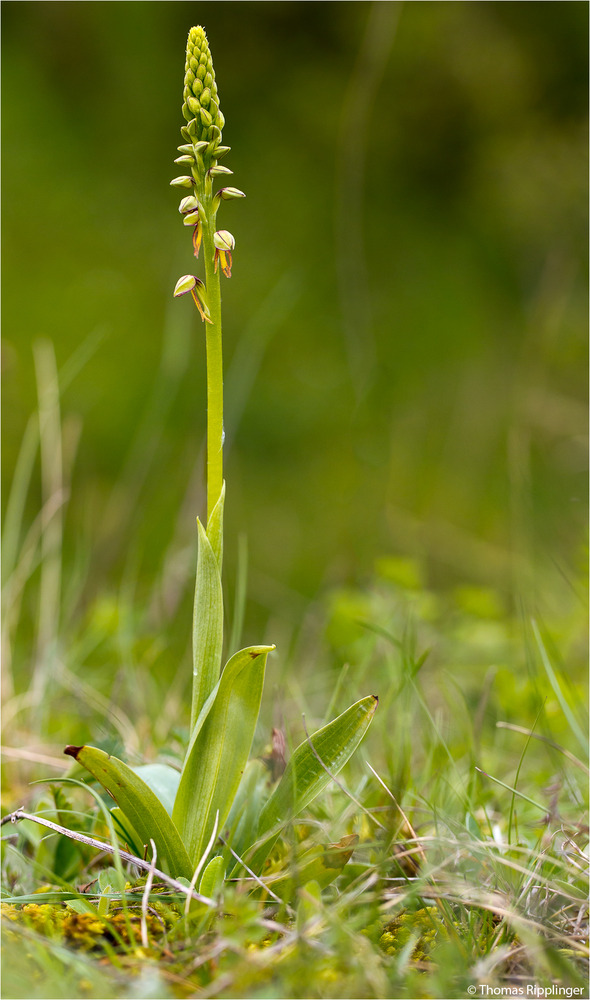 Ohnsporn (Aceras anthropophorum).